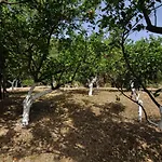 Ionian Garden - Pietra * بينيتسيس